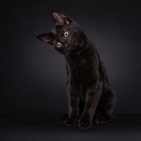 Cute Czarny Dom Kot Kotek Patrząc Intens Krzywą Głową Odizolowany — Zdjęcie stockowe