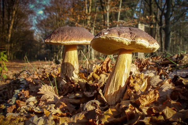 Yaprakların arasında duran kayın meşesi ormanında, Cep veya Kral Bolete 'nin (Boletus edulis) mantarının yan görüntüsü.