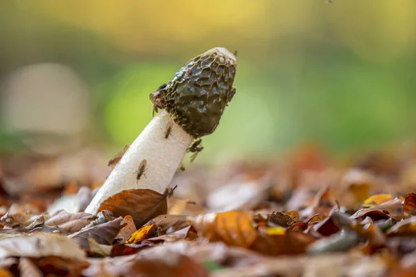 Branco Forma Pálico Stinkhorn Comum Phallus Impudicus Com Uma Cabeça — Fotografia de Stock