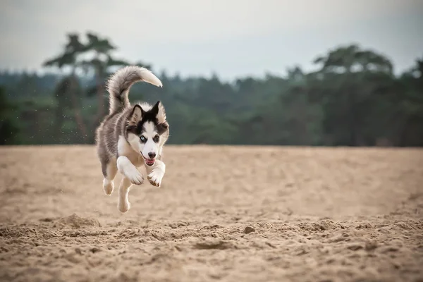 Yakışıklı Yakutian Laika köpek yavrusu, garip gözlü ve siyah maskeli. Kumda zıpla, yüzünü öne dön.