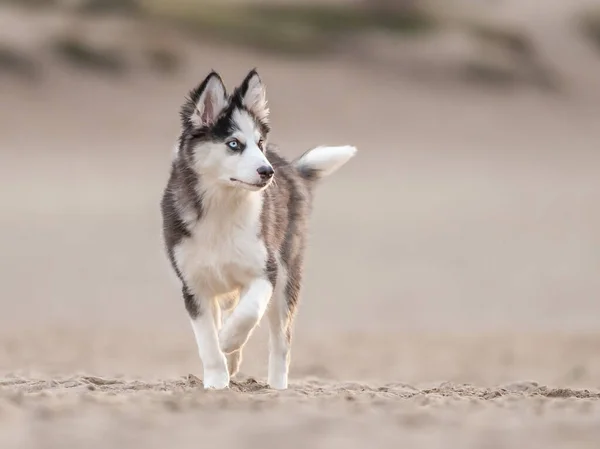 Yakışıklı Yakutian Laika köpek yavrusu, garip gözlü ve siyah maskeli. Kumda yürüyorum, yüzüm önde, yan tarafa bakıyorum..