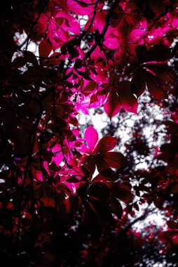 Pembe sonbahar yaprağı fotoğrafçılığı