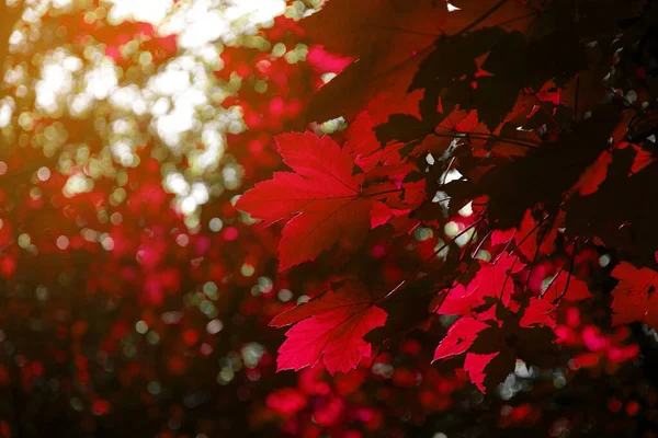 Hermosa Fotografía Hoja Otoño Color Rojo — Foto de Stock