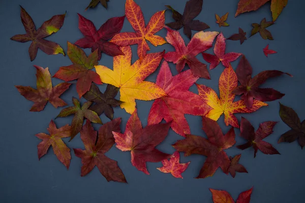 Gyönyörű Ősz Levelek Fotózás Felső Nézet Kék Háttér — Stock Fotó