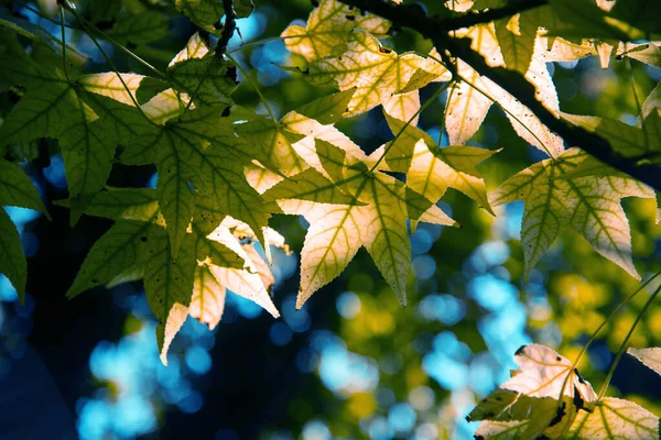 가을은 자연의 자연의 낙엽이 배경이 로열티 프리 스톡 사진