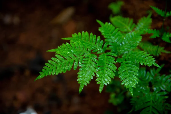 Eagle Fern Leaves Water Drops High Quality Photography Macro Photography — Stock Photo, Image