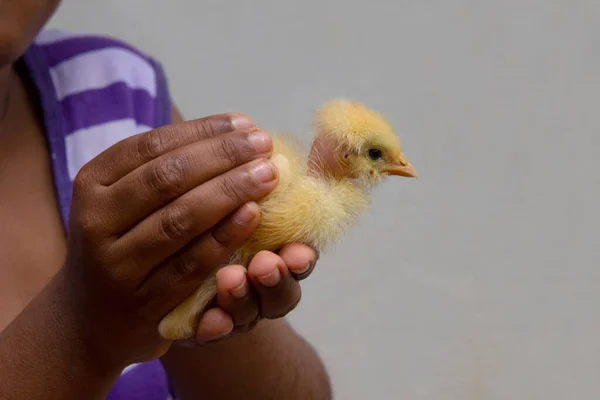 黄色の鶏の雛を保持するアジアの赤ちゃんの男の子 高品質の写真 手のみ — ストック写真