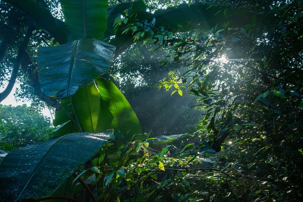 우림의 아름다운 Nature Photography 로열티 프리 스톡 이미지