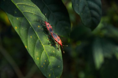 Çarpıcı kırmızı ve siyah pamuk ağaçlı böcekler, yetişkin pamuk böcekleri çiftleşen fotoğraf, doğa fotoğrafçılığı