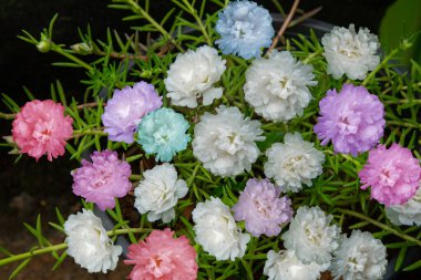 Masa gülünün farklı renkleri, üst manzara fotoğrafçılığı, yosun gülü bahçesi.
