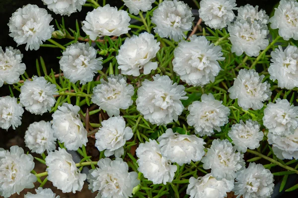 White TABLE ROSE - Moss-rose purslane, Top view photography, Moss-rose garden