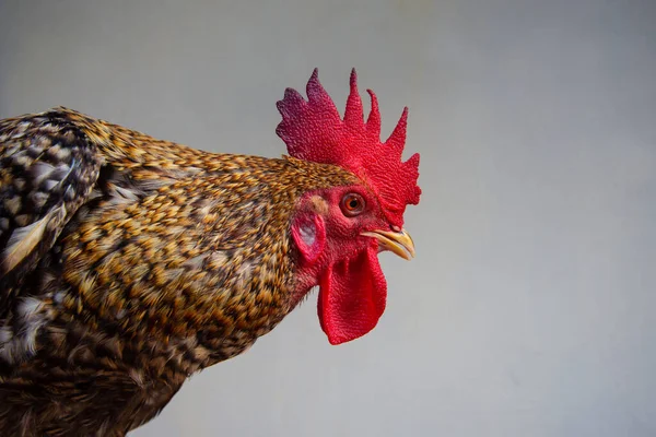 黄色の羽を持つ鳥の赤い雄鶏マクロの詳細 雄鶏を閉じる写真 — ストック写真