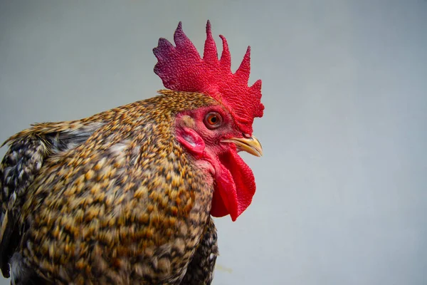 黄色の羽を持つ鳥の赤い雄鶏マクロの詳細 雄鶏を閉じる写真 — ストック写真