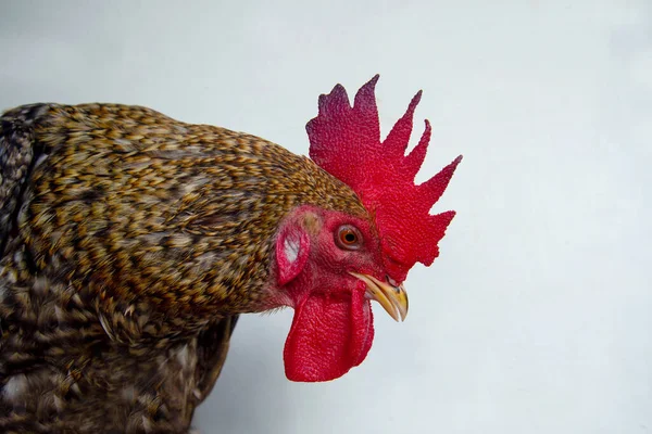 黄色の羽を持つ鳥の赤い雄鶏マクロの詳細 雄鶏を閉じる写真 — ストック写真