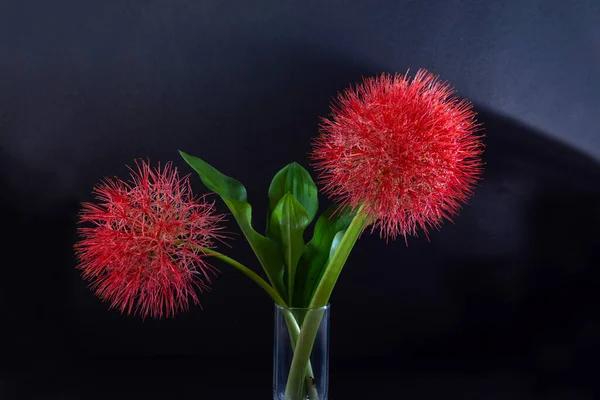 Scadoxus multiflorus çiçekleri ve kristal cam içinde yeşil yaprak - Yan görünüm iç görüntü, Kızıl Futbol zambakları, Aralık çiçeği, kan çiçeği, Aydınlık ve Gölge fotoğrafçılığı