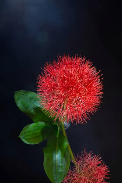 Scadoxus multiflorus çiçekleri ve yeşil yaprak - Kapalı alan fotoğrafçılığı, Kızıl Futbol zambakları, Aralık çiçeği, kan çiçeği, Işık ve gölge fotoğrafçılığı