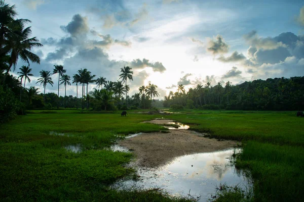 아름다운 케랄라 Nature Beautiful Evening Sun Set Sky Paddy Fields — 스톡 사진