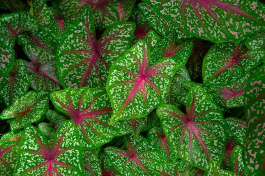 Güzel ve doğal tasarımı olan Colocasia yaprağı, yeşil yapraklı kırmızı çizgiler ve beyaz nokta, En iyi görüntü fotoğrafçısı, Kırmızı damarlı Caladium Fil Kulağı Kolonisi