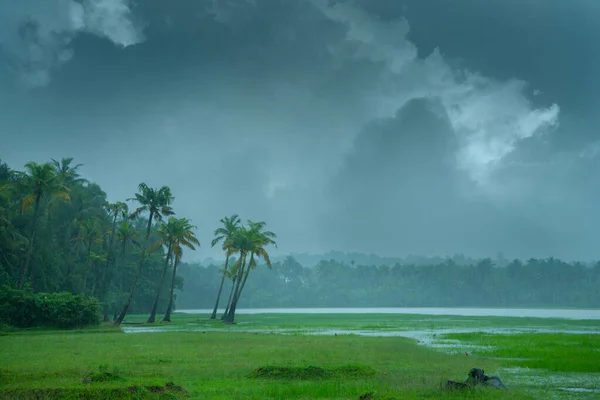 케랄라 비오는 옆에서 야자수들 비오는 아름다운 케랄라 — 스톡 사진