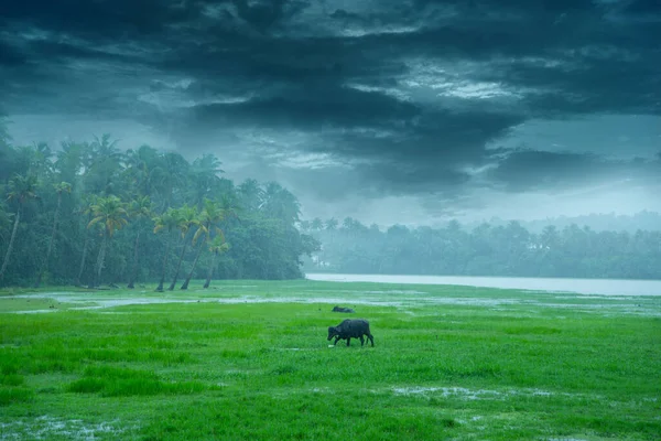 Ландшафтна Фотографія Мусонний Дощ Керала Інді Прекрасний Образ Дощу Буйволи — стокове фото