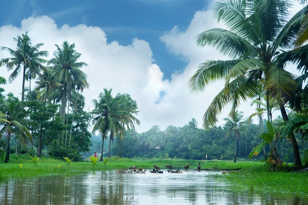 구름낀 아래서 코코넛 야자수와 연못에서 헤엄치고 Monsoon — 스톡 사진