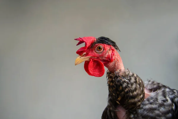 白と黒のドット羽を持つ赤い頭 マクロの詳細で赤い鶏と鳥 編クローズアップ写真 — ストック写真