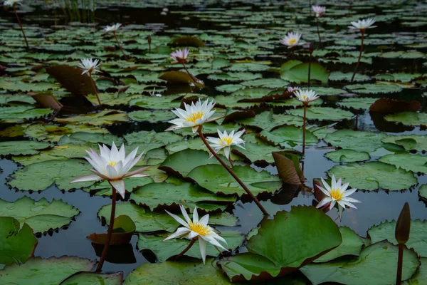 Bir grup nilüfer çiçeği yeşil yapraklardan oluşan bir gölde, doğa fotoğrafı Beyaz Lotus göletinde