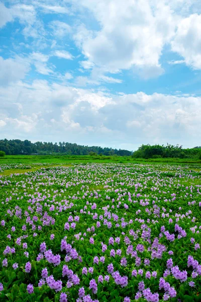 Güzel Sümbül Çiçek Tarlası Fotoğrafçılığı Sümbül Çiçekleriyle Dolu Çeltik Tarlası — Stok fotoğraf