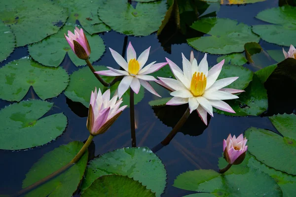 Nilüfer çiçekleri ve tomurcukları yeşil yaprakların arka planında, doğa fotoğrafçılığı Beyaz Lotus göleti