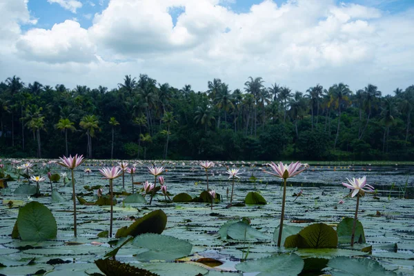 파란색 구름낀 Nature Photograpphy White Lotus Pond — 스톡 사진