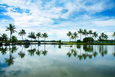 Palmiye ağaçları ve küçük kulübelerin yansımaları, Kadamakkudy Kerala 'nın gündüz çekimleri, bulutlu bir gökyüzü ve nehir arasındaki hindistan cevizi ağaçları..