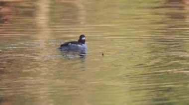 İlk kış erkek bufalo ördeği (Bucephala albeola) Plumas County, Kaliforniya 'daki Antelope Gölü' nde tek başına yüzerken, göl yüzeyinde sonbahar yansımaları görülür.