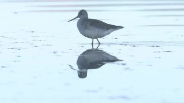 Daha büyük sarı bacaklı (Tringa melanoleuca) Shugru Barajı, Lassen County, California 'daki sığ sularda sabahın erken saatlerinde sıcak bir ışık altında yüzüyor..