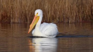 Amerikan beyaz pelikanı (Pelecanus erythrorhynchos) sonbahar ışığı sırasında Kaliforniya 'nın Shasta ilçesindeki Baum Gölü' nde sakin sularda yüzer..