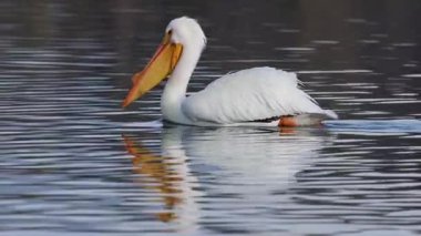 Beyaz Amerikan pelikanı (Pelecanus erythrorhynchos) Kaliforniya 'nın Shasta ilçesindeki Baum Gölü' nde yakın çekim yüzüşü.