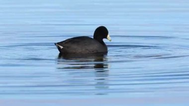 Amerikan coot (Fulica americana) Eagle Lake, Lassen County, Kaliforniya 'da sakin mavi sularda yüzerek izole edilmiş temiz bir vahşi yaşam sahnesinde hafif dalgalanmalar yaratır..