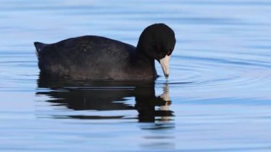 Lassen County California 'daki Eagle Lake' de sığ sularda beslenen bir Amerikan keçi (Fulica americana) için aşırı yavaş çekim..