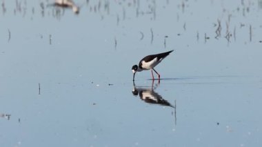 Siyah boyunlu çubuk (Himantopus mexicanus) Sacramento Ulusal Vahşi Yaşam Sığınağı 'nda sığ sularda arama yapıyor.
