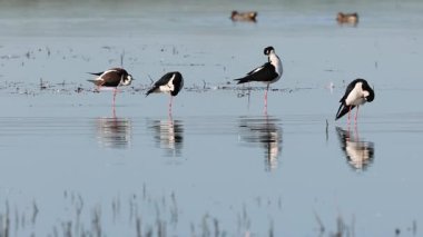 Siyah boyunlu ayaklıklar (Himantopus mexicanus) Sacramento Ulusal Vahşi Yaşam Sığınağı 'nda sığ sularda tüyleri hazırlıyorlar.