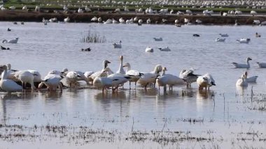 Büyük kar kazları sürüsü (Anser caerulescens) Sacramento Ulusal Vahşi Yaşam Sığınağı, Kaliforniya 'da sığ sularda arama ve yağma yapıyor. Kış göçmen su kuşu davranışı.