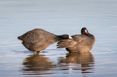 Lassen County California 'daki Eagle Lake' de iki Amerikalı coots (Fulica americana). Biri diğerinin kuyruğunu ısırıyor ve sığ sularda duruyor..