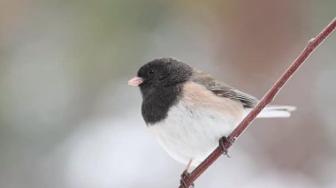 Kara gözlü junco (Junco hyemalis) hafif kar yağışında çıplak dala tünemiş, tetikte ve etrafı kolaçan ediyordu.