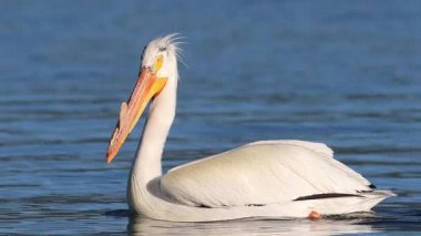 Amerikan beyaz pelikanı (Pelecanus erythrorhynchos) mavi suda yüzen carUncle ile, Kartal Gölü, Lassen County, Kaliforniya.