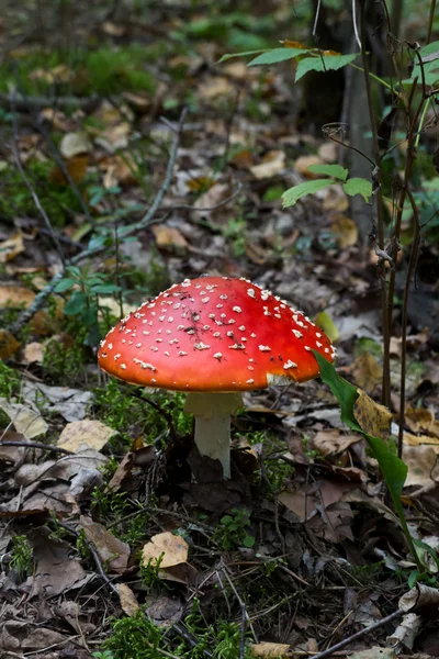 Amanita — Stock Photo, Image