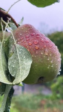 Ripe pear on a tree branch in the garden in the rain. Growing and harvesting pears. Pears as a healthy dessert in a healthy diet.