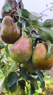 Ripe large pears hang from a tree in the garden. There are large raindrops on the pears. Growing and harvesting pears.