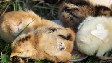Yakın plan. Yeni doğmuş küçük tavuklar bahçedeki bir tabaktan tahılları gagalarlar. Evde tavuk yetiştirmek. Sevimli küçük tavuklar..