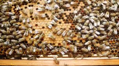 Birçok arı arı kovanının içindeki bal çerçevesinde sürünerek taze altın bal toplar ve mühürlerler. Arıcılık ve bal üretimi konsepti