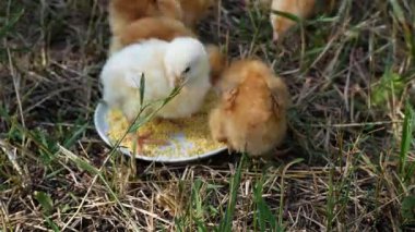 Sevimli yeni doğmuş tavuklar kaseden darı gagalar, çimlerin üzerinde yürür. Tavuk yetiştiriyorum. Yumurtlayan tavuklar. Et üretimi için tavuklar.