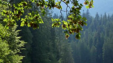 Karpatya Dağları 'nda yaprak döken ve kozalaklı bir orman. Panorama. Vahşi doğada tatiller. Ormanlarla kaplı dağlar. 